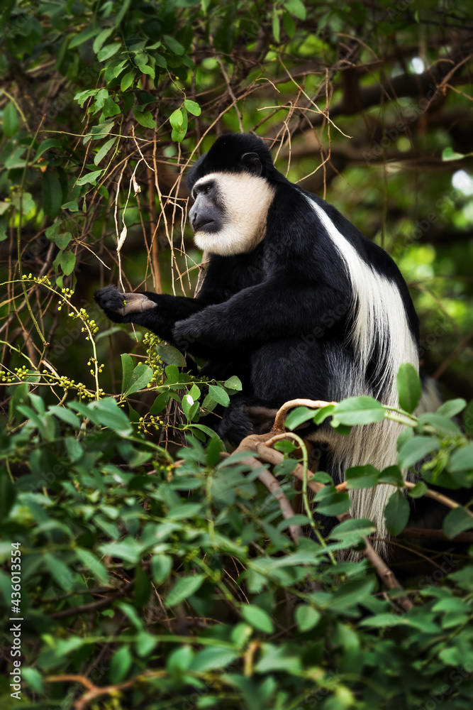 Obraz premium Black-and-white Colobus - Colobus guereza, beautiful black and white primate from African forests and woodlands, Harenna forest, Ethiopia.