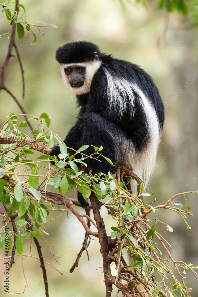 Black-and-white Colobus - Colobus guereza, beautiful black and white primate from African forests and woodlands, Harenna forest, Ethiopia.