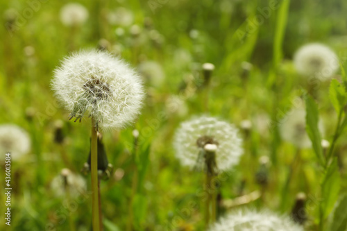 Beautiful fluffy dandelions growing outdoors, closeup view