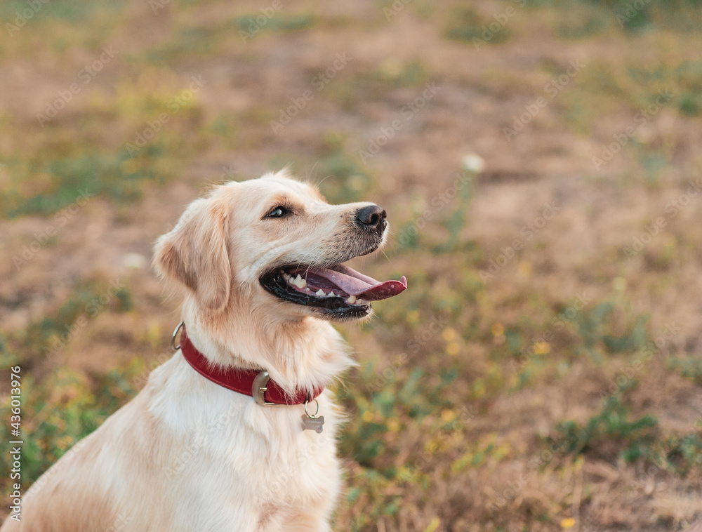 Closeup portrait of white retriever dog outdoors