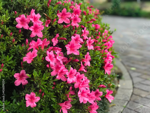 Wallpaper Mural pink and white flowers Torontodigital.ca