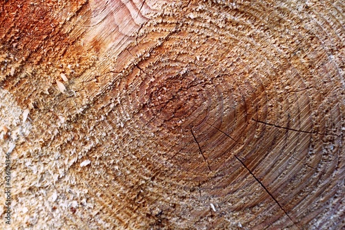 Cross-cut of a tree with annual rings. Background.