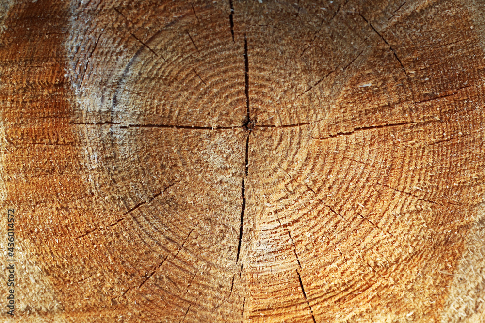 Naklejka premium Cross-cut of a tree with annual rings. Background.