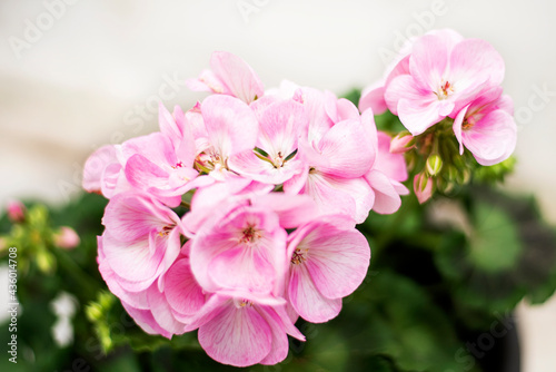 Beautiful pink geranium blooming