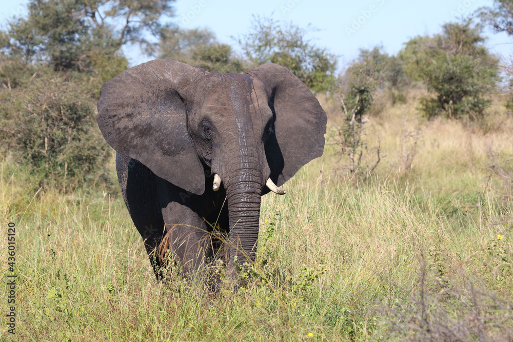 Afrikanischer Elefant / African elephant / Loxodonta africana Afrikanischer Elefant / African elephant / Loxodonta africana
