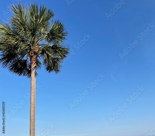 palm trees against blue sky