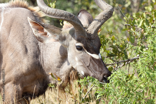 Gro  er Kudu   Greater kudu   Tragelaphus strepsiceros.