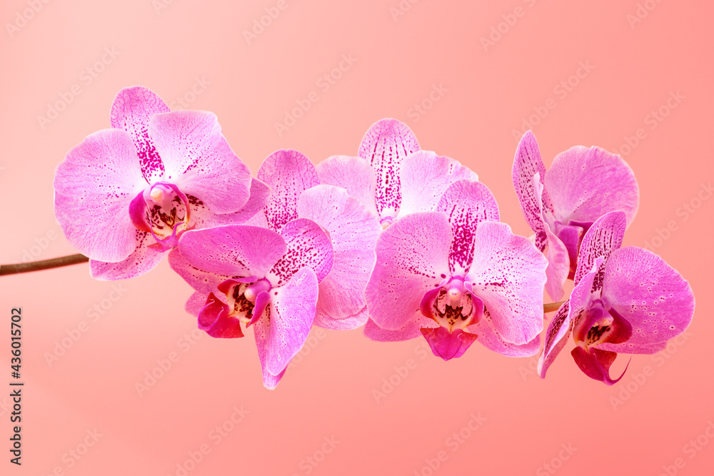 Orchid flower on pink background. Floral background template - obrazy, fototapety, plakaty 