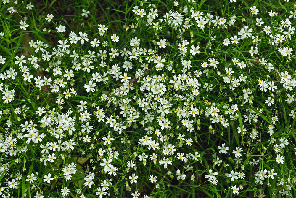 Small white spring flowers between the grass. Small white spring flowers between the grass.