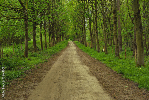 Dirt road in a lush green spring deciduous forest. © ysbrandcosijn