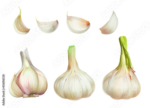 Painting illustration with set, collection of garlic from different sides and on cut isolated on white background 