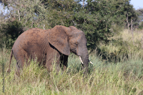Afrikanischer Elefant / African elephant / Loxodonta africana... © Ludwig