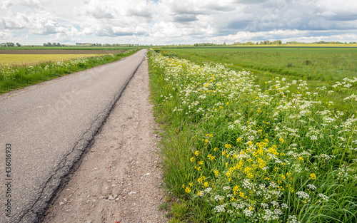 Obraz na płótnie Narrow country road in a Dutch polder with a flowering field border of wild plants and grasses. The photo was taken on a cloudy day in springtime. w salonie