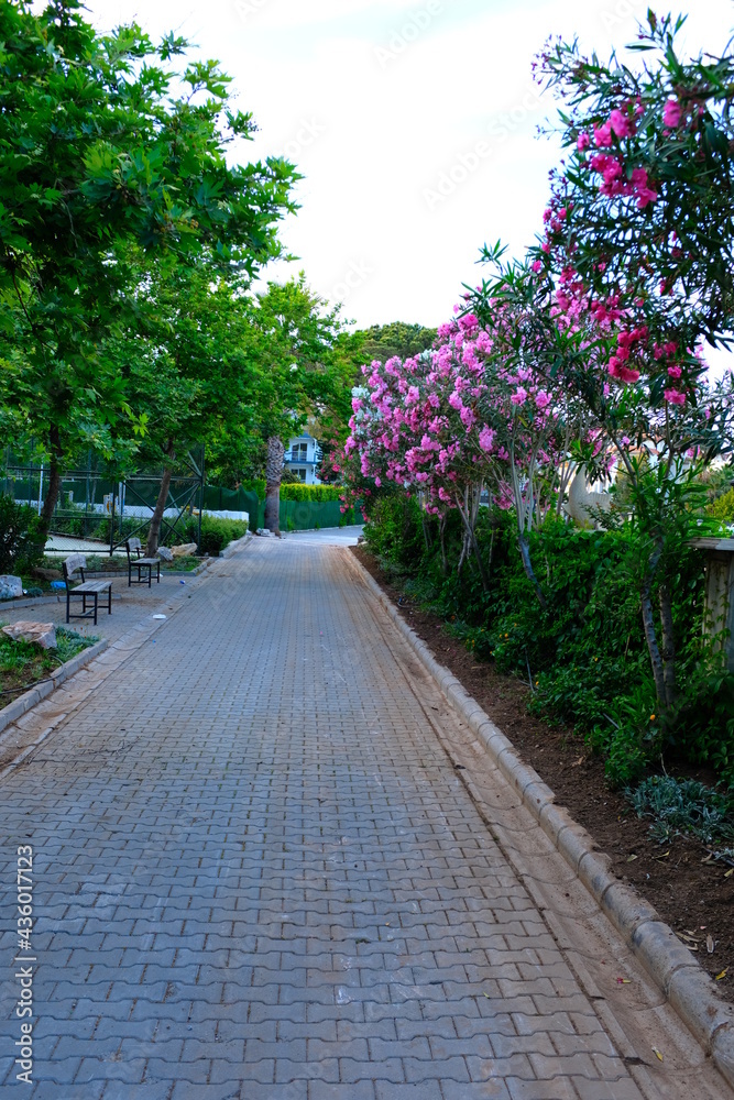 Obraz premium Beautiful Blossom colorful flowers in Turkey 