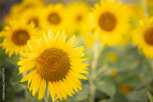 Beautiful sunflowers in garden. Sunflowers are cultivated for agricultural harvest.