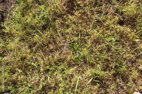 Green weed grass background, texture