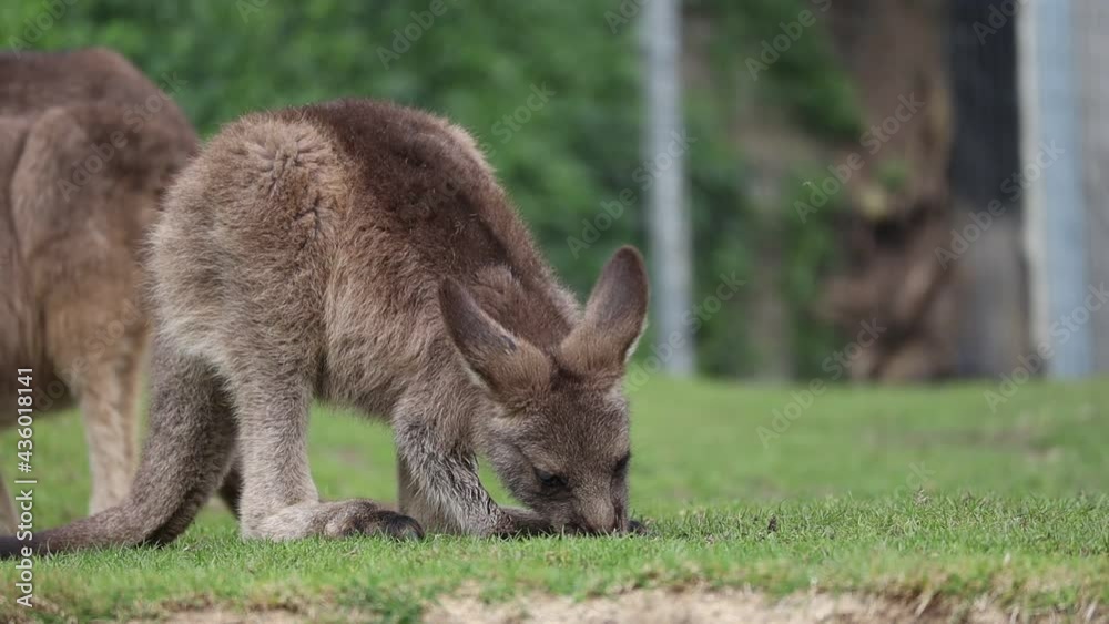 Young Eastern Grey Animal Grazing on Grass in Czech Zoo. Cute Baby of Australian Animal Eats Grass in Zoological Garden. Young Eastern Grey Animal Grazing on Grass in Czech Zoo. Cute Baby of Australian Animal Eats Grass in Zoological Garden.