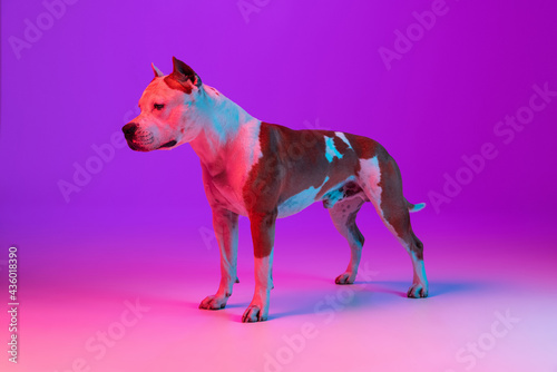 Muscular dog staffordshire terrier posing isolated over studio background in neon gradient pink purple light.