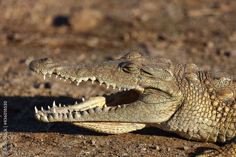 Fototapeta premium Nilkrokodil / Nile crocodile / Crocodylus niloticus