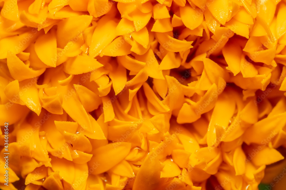 yellow flower background