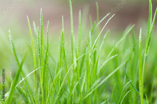 The green grass defocused nature background 