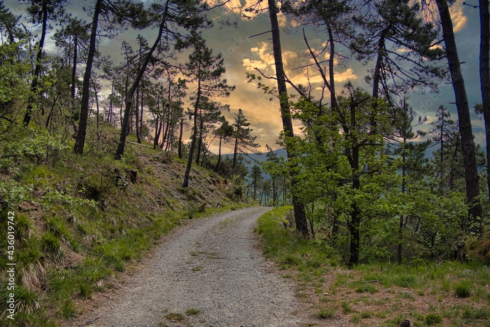 a road crosses a wood, a forest full of green colors in the Ligurian hinterland a road crosses a wood, a forest full of green colors in the Ligurian hinterland