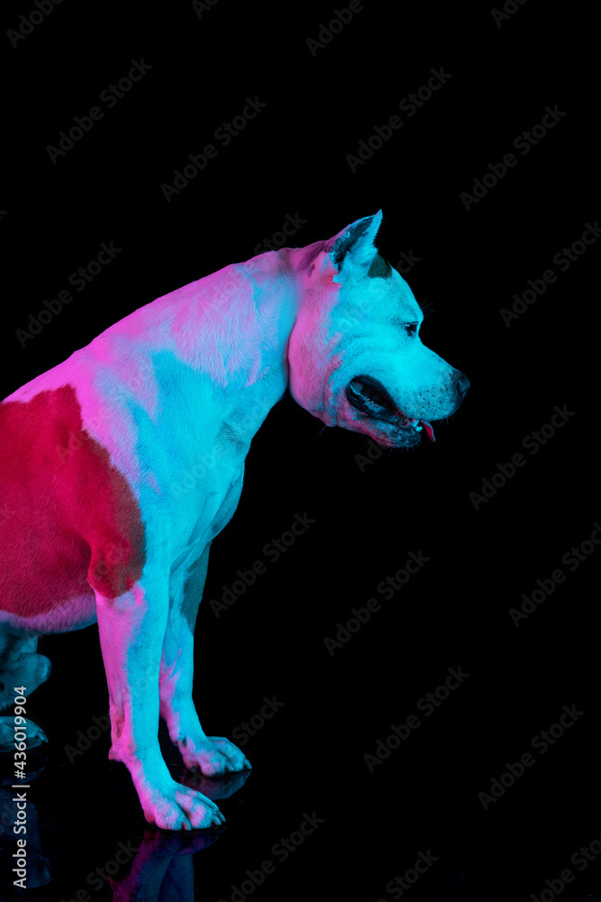 Side view of white dog staffordshire terrier posing isolated over dark studio background in neon light.
