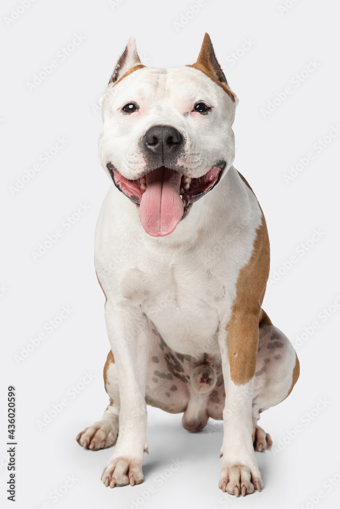 Close up portrait of purebred dog staffordshire terrier looking at camera isolated over white studio background.