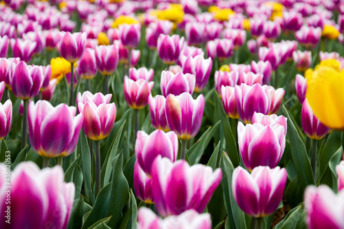 flower bed with blooming tulips in the city park