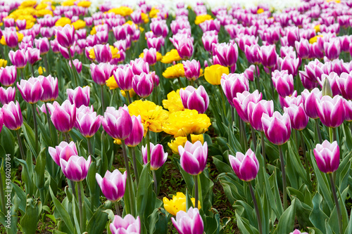 flower bed with blooming tulips in the city park