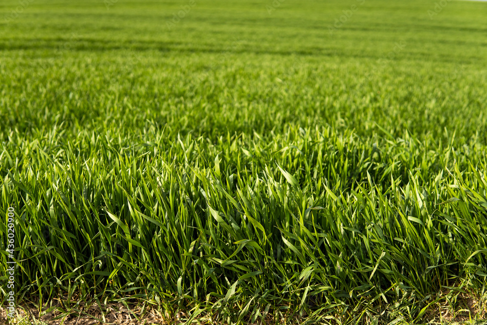 Young green wheat seedlings growing in soil on a field. Close up on sprouting rye on a field. Sprouts of rye. Sprouts of young barley or wheat that have sprouted in the soil. Agriculture, cultivation. Young green wheat seedlings growing in soil on a field. Close up on sprouting rye on a field. Sprouts of rye. Sprouts of young barley or wheat that have sprouted in the soil. Agriculture, cultivation.