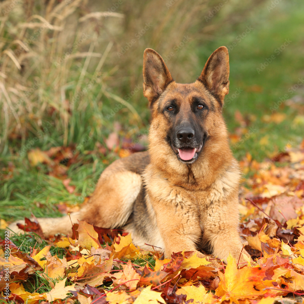 Nice German Shepherd in autumn Nice German Shepherd in autumn