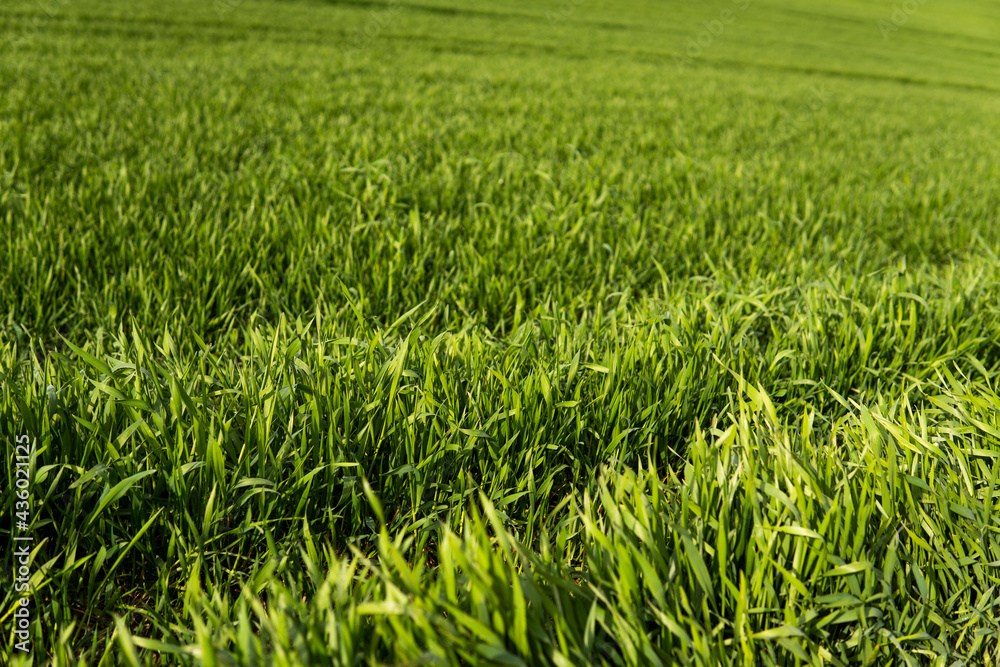 Young green wheat seedlings growing in soil on a field. Close up on sprouting rye on a field. Sprouts of rye. Sprouts of young barley or wheat that have sprouted in the soil. Agriculture, cultivation. Young green wheat seedlings growing in soil on a field. Close up on sprouting rye on a field. Sprouts of rye. Sprouts of young barley or wheat that have sprouted in the soil. Agriculture, cultivation.