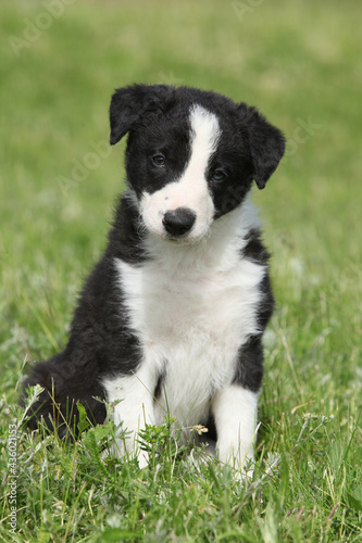 Amazing border collie puppy looking at you
