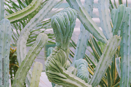 Cacti grow in a greenhouse. Cactus Cereus peruvianus. Close-up. photo