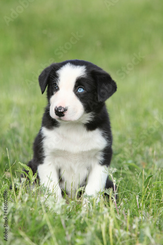 Amazing border collie puppy looking at you