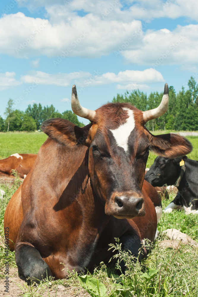 Cow resting on a farm field against the background of summer countryside. Raising cows and cattle for milk and meat production.