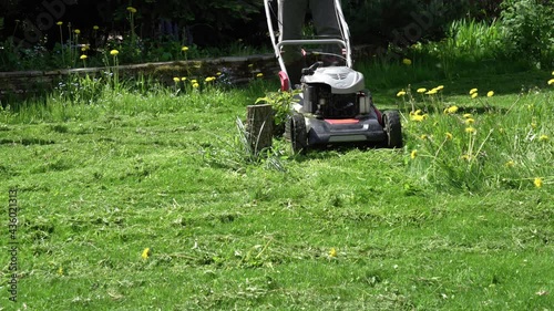 A man mows an overgrown lawn with spring flowers with an old gasoline lawn mower in the bright sun moving to and from the camera. Only the legs in the worker's boots are visible.