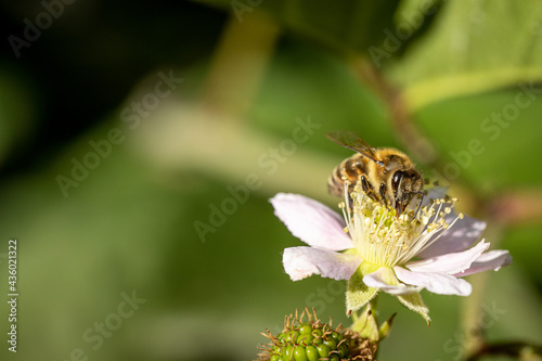 Bee on a white blackberry flower collecting pollen and nectar for the hive