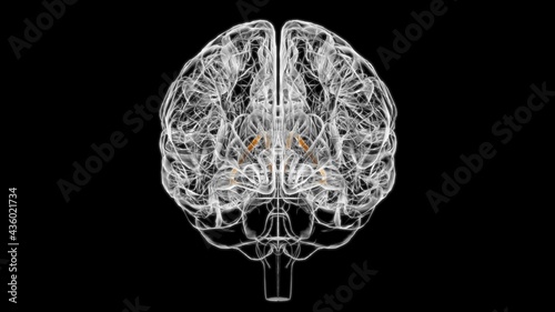Brain stria terminalis Anatomy For Medical Concept 3D
