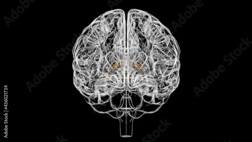 фотографія Brain stria terminalis Anatomy For Medical Concept 3D