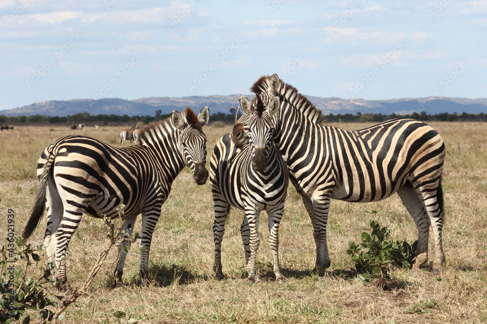 Steppenzebra / Burchell's zebra / Equus burchellii Steppenzebra / Burchell's zebra / Equus burchellii