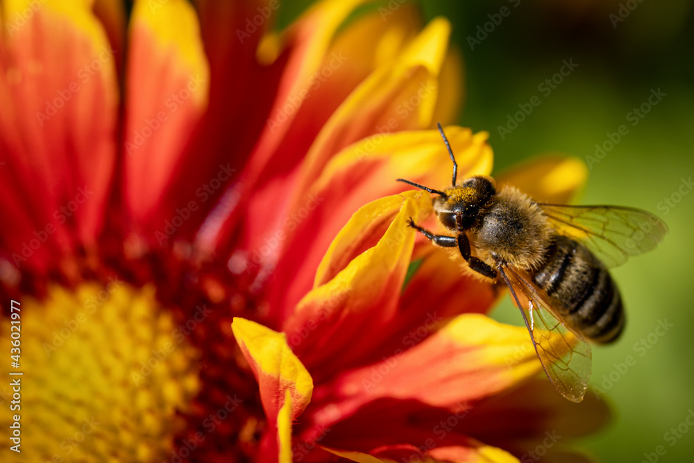 Bee on a orange flower collecting pollen and nectar for the hive Bee on a orange flower collecting pollen and nectar for the hive