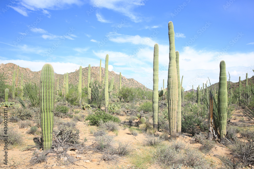 Saguaro National Park in Arizona, USA Saguaro National Park in Arizona, USA