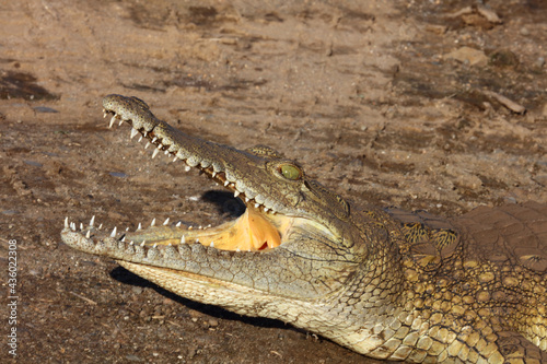 Nilkrokodil / Nile crocodile / Crocodylus niloticus