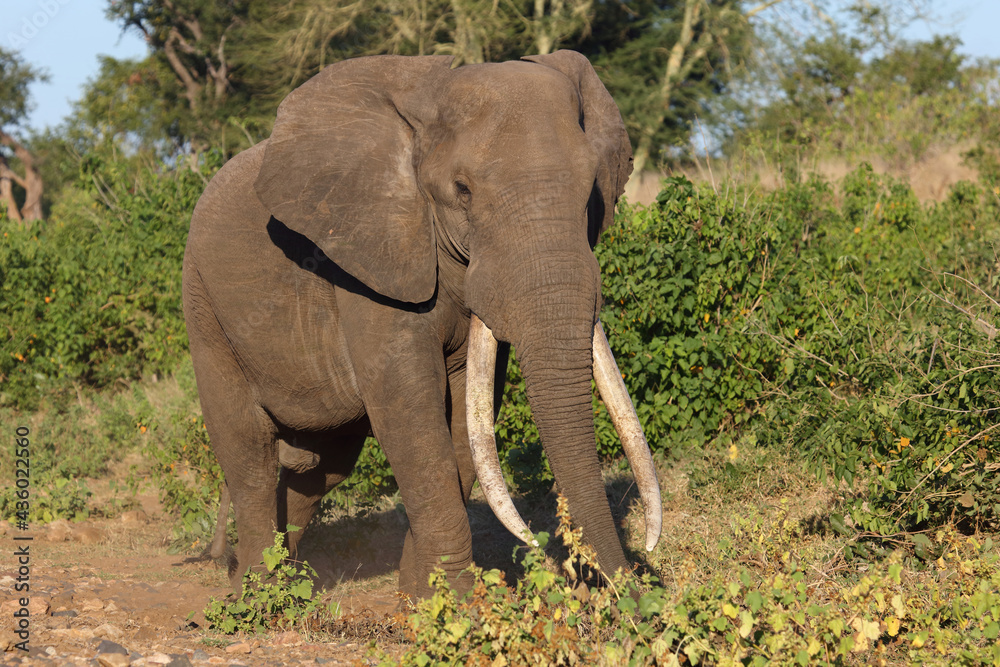 Afrikanischer Elefant / African elephant / Loxodonta africana