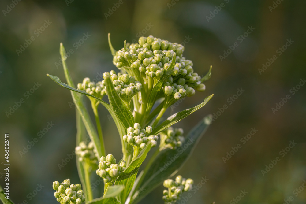 Horseradish flower buds, on the eve of flowering, close-up.Place for text Horseradish flower buds, on the eve of flowering, close-up.Place for text