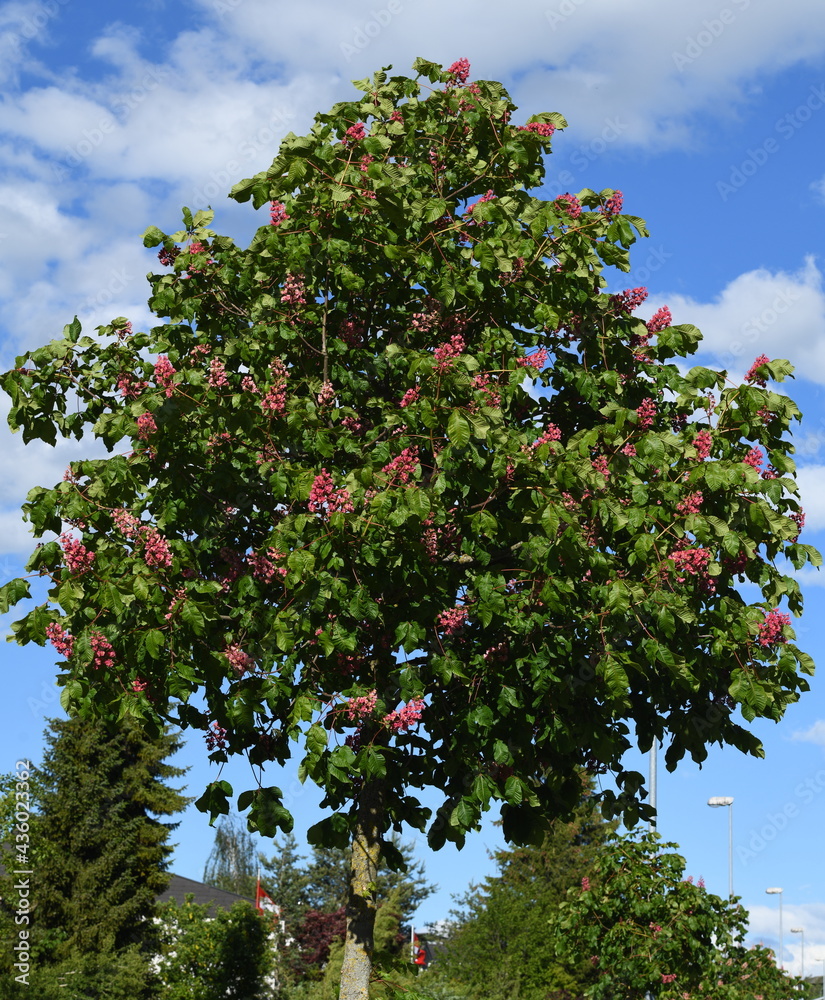 arbre fleuri arbre fleuri
