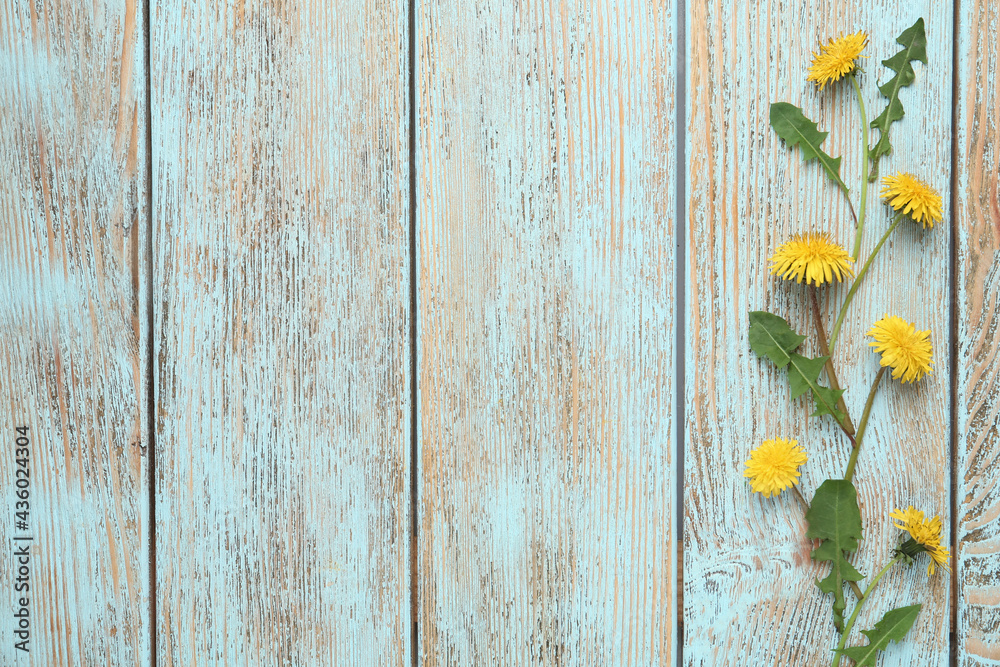 Flat lay composition with beautiful yellow dandelions on light blue wooden table. Space for text Flat lay composition with beautiful yellow dandelions on light blue wooden table. Space for text
