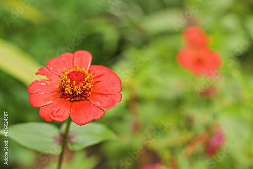 Red flower with petals and pollen in the garden. Red flower with bokeh background © Imagination Stock